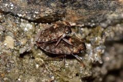 Ochteridae